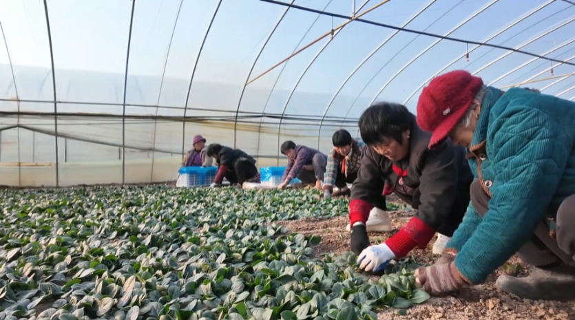 新春走基层 | 千亩“翡翠波”抢“鲜”长三角  五河“年货直通车”驶入沪苏浙