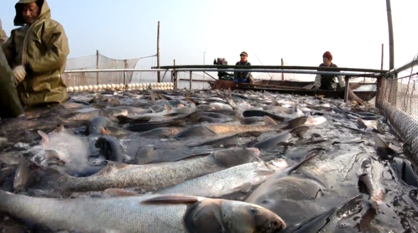 新春走基层 | 天井湖400万斤鲜鱼抢“鲜”春节
