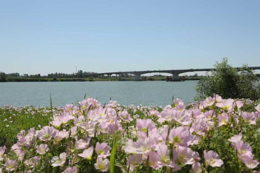 五河淮畔，月见草赴一场初夏温柔